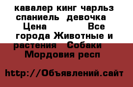  кавалер кинг чарльз спаниель -девочка › Цена ­ 45 000 - Все города Животные и растения » Собаки   . Мордовия респ.
